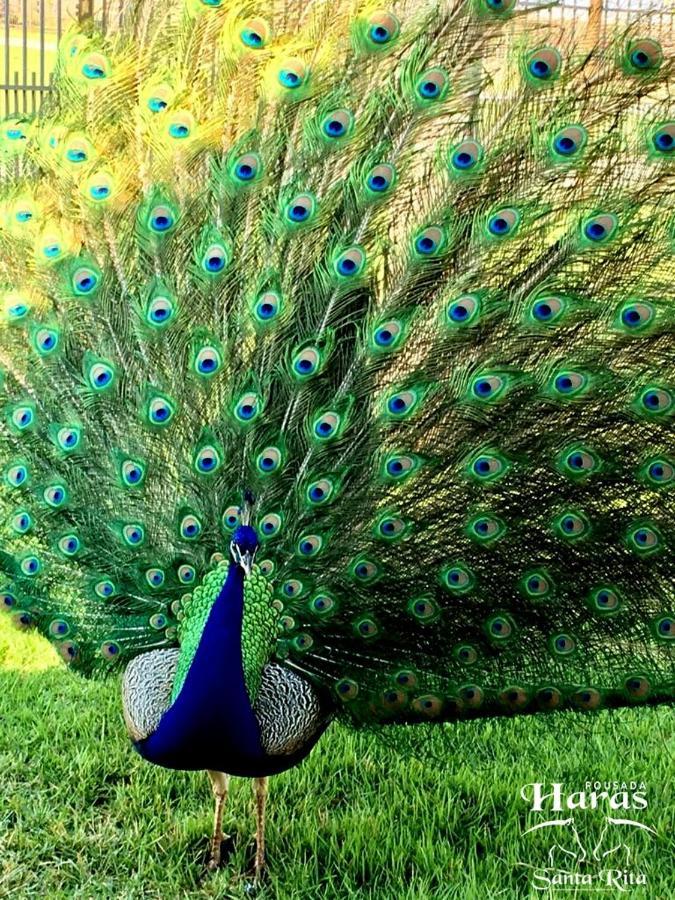 Pousada Haras Santa Rita Pocone Ngoại thất bức ảnh